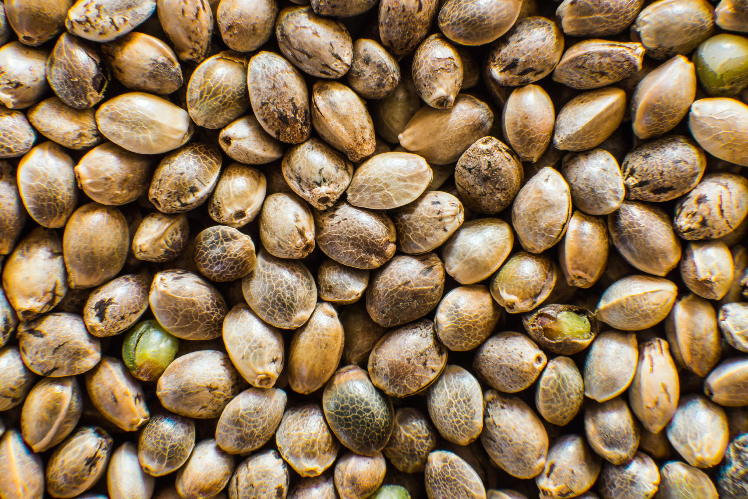 Hemp seeds. Organic Hemp seed. Top view. Hemp seeds background in macro.